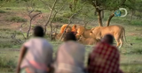 Screenshot 2025-06-13 at 19-04-42 Human Planet- Stealing Meat from Lions. - YouTube
