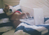 Doge Posting