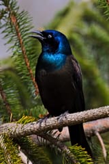 IMG_4721-SP