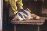 massage