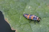 LadybugLarva-copy-708X466