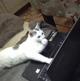 cat pc
