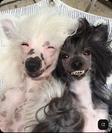 high doggies