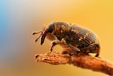 Pine-Weevil