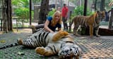 tiger fren
