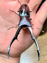bluemetallifer