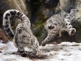 action_sneps