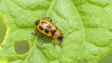 bean-leaf-beetle