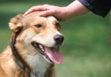 How_to_Pet_a_Dog_the_Right_Way_Blog_2024_03.08_jpg