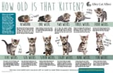 Kitten-Progression-Poster