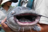 blue%20catfish%20face