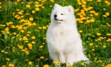 Thread 5002075 OP Image
