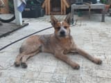 bruce outside