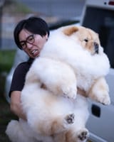 distressed man with chill chow