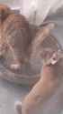 cat and bun_thumb.jpg