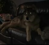 couch wolf
