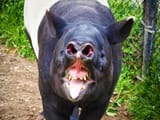 tapir-3