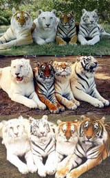 the-only-3-photos-in-the-world-with-the-4-tones-of-the-tiger-v0-rb1s1088tc8d1