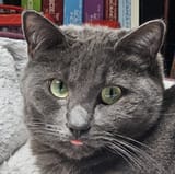 bruce blep
