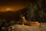 cougar city