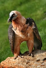 BeardedVultureBoneDiet