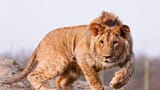 leopon