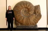 The Largest Ammonite (1)