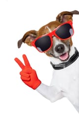 dog peace sign