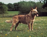 Australian-cattle-dog
