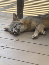 this_mama_fox_likes_to_sleep_on_my_patio