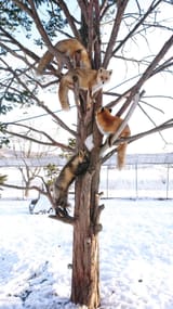 red_squirrels