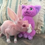 hairless-rabbit-genetic-disorder-mrbigglesworthrabbit-16-5ea6c3901ce8b__700