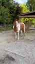 Horses crunchy carrots is SO satisfying [TubeRipper.com]_thumb.jpg