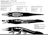 deinosuchus_rugosus_schwimmeri_skeletal_by_fadeno_deatvr4-fullview