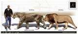 leo1