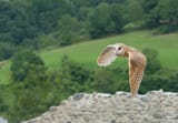 Tyto_alba_1_Luc_Viatour