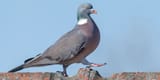 wood-pigeon_b2b92ce9-7186-4878-8194-ac7600be0dec