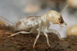 termite
