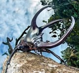 Chalcosoma