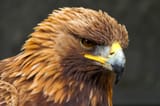 golden eagle