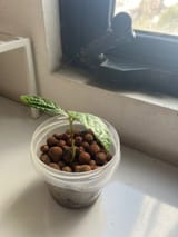 my child