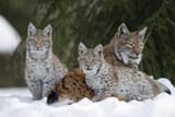 Eurasian-Lynx