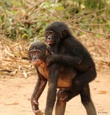 piggyback