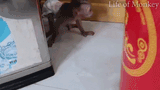 naughty monkey