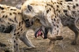 explore-kruger-hunters-hyenas-nigel-dennis