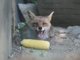 vegetarian_fox19