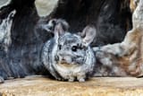 chinchilla_iStock-1208101589-scaled-794484958