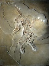 1200px-Archaeopteryx_lithographica_(Berlin_specimen)