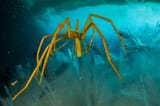 02_sea_spiders