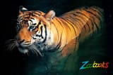 this tiger poster